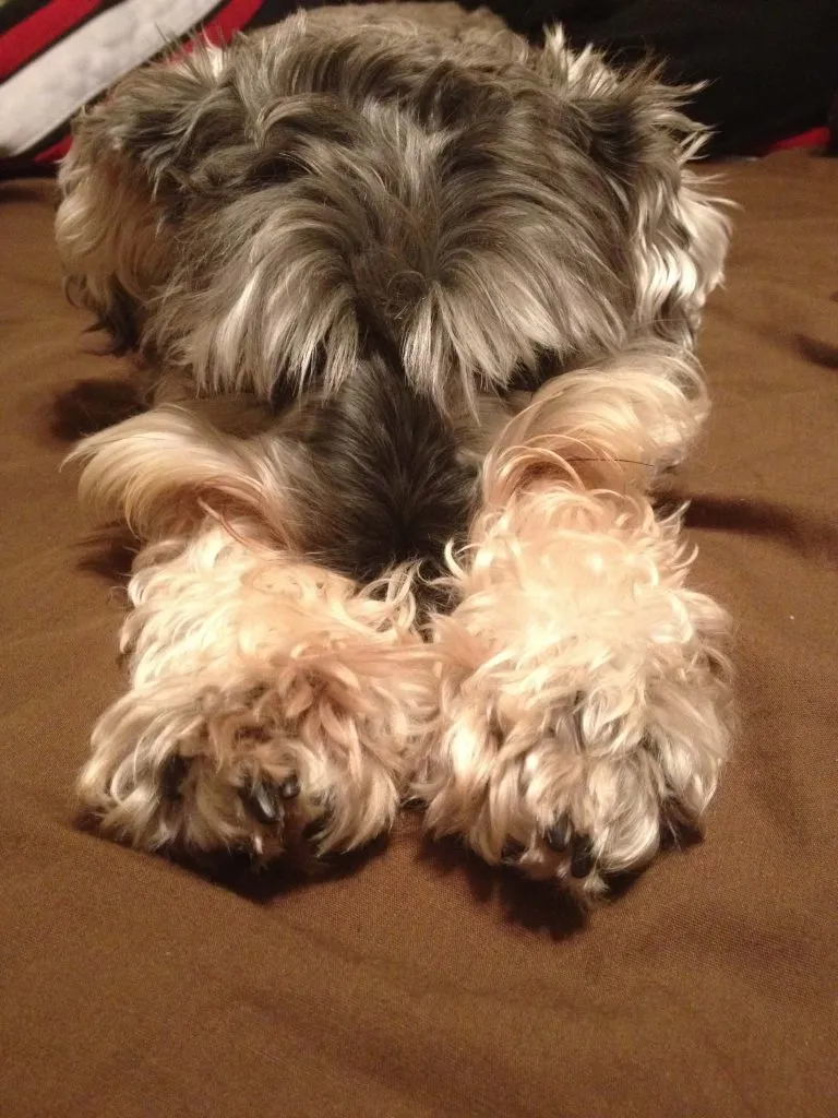 my schnauzer feeling a little down Feeling down: how to feel better right now.