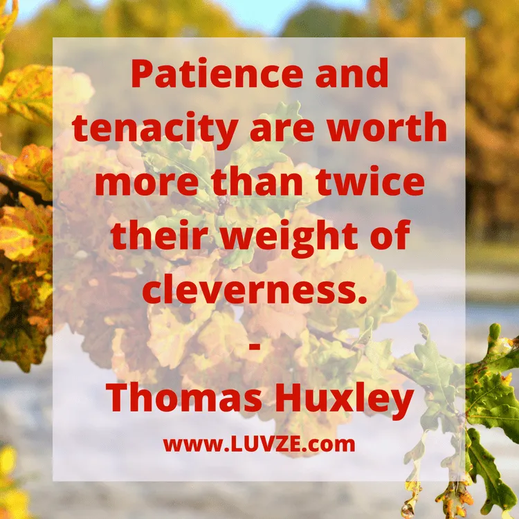 patience quotes