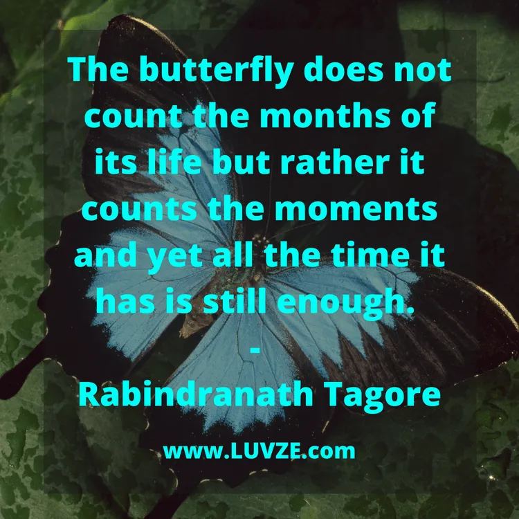butterfly quotes