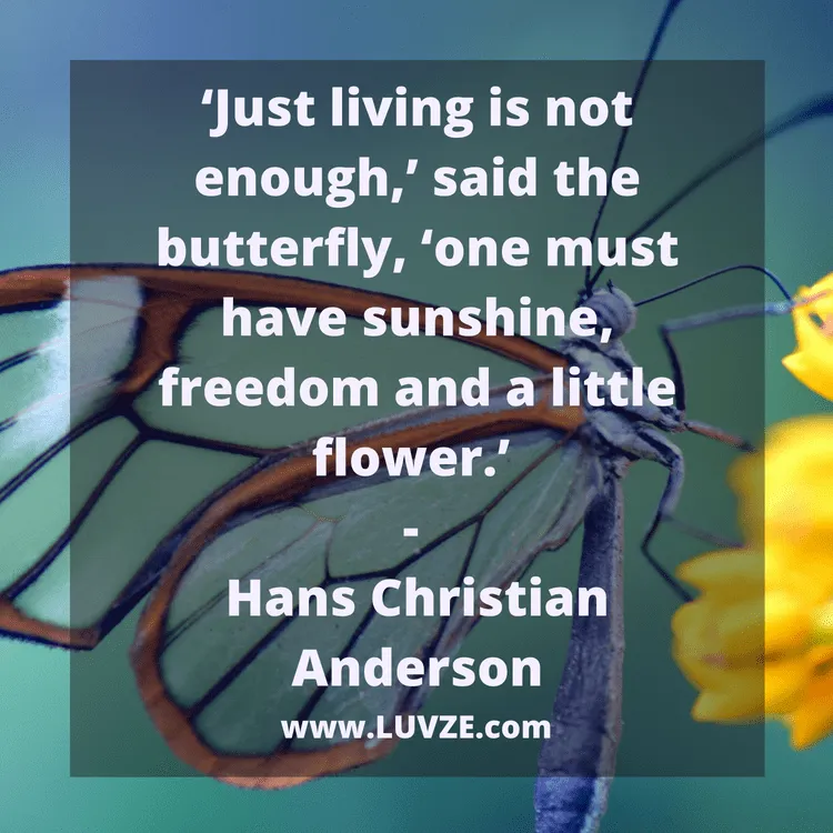 butterfly quotes