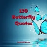 butterfly quotes